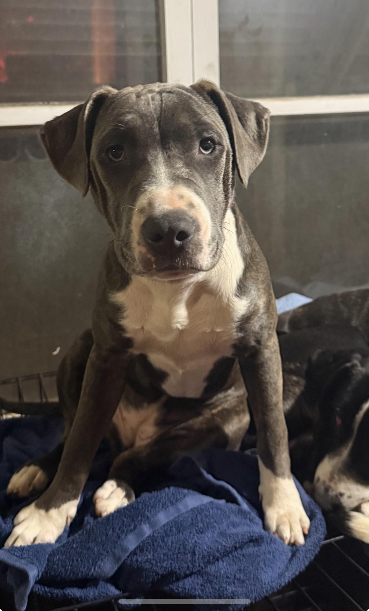 Enlarge Catie, a Adoptable mixed breed in Central Valley, NY image 2/3