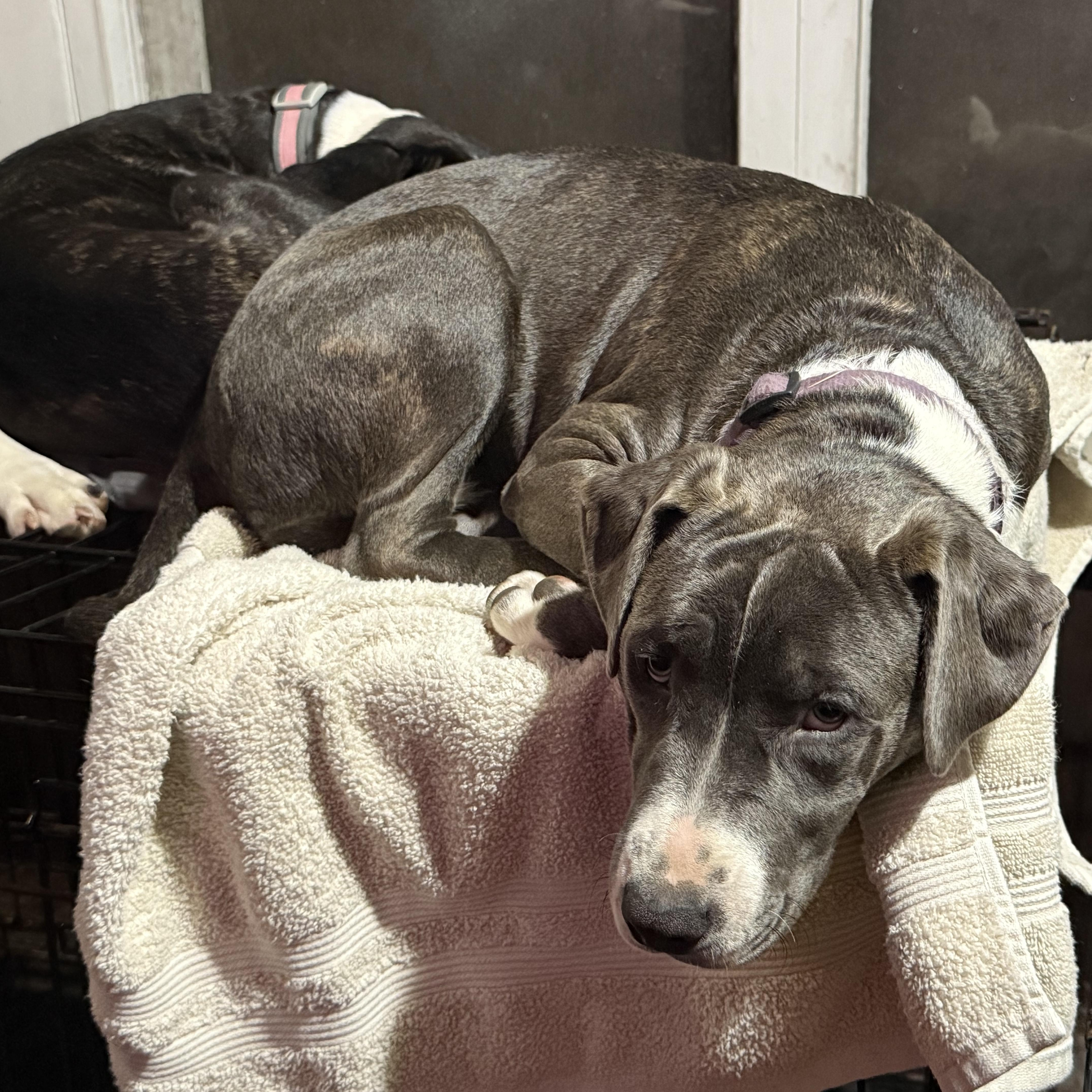 Enlarge Catie, a Adoptable mixed breed in Central Valley, NY image 3/3
