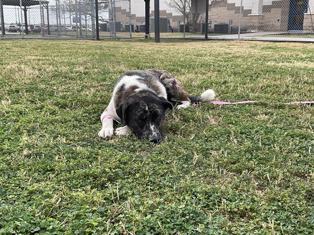 YUKI, Adoptable, Adult Female Akita.