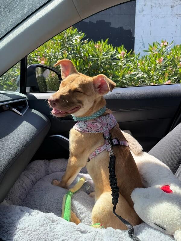 Clover, Adoptable, Young Female German Shepherd Dog.