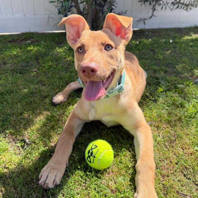 Enlarge Clover, a Adoptable German Shepherd Dog in Manhattan Beach, CA image 2/6