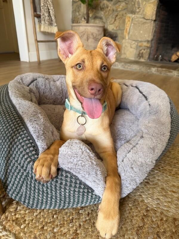 Enlarge Clover, a Adoptable German Shepherd Dog in Manhattan Beach, CA image 3/6