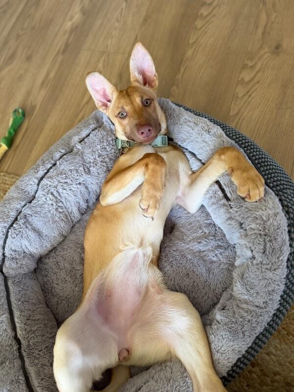 Enlarge Clover, a Adoptable German Shepherd Dog in Manhattan Beach, CA image 4/6