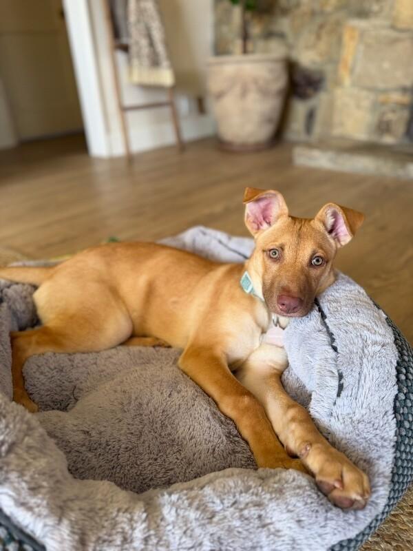 Enlarge Clover, a Adoptable German Shepherd Dog in Manhattan Beach, CA image 5/6