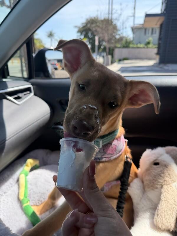 Enlarge Clover, a Adoptable German Shepherd Dog in Manhattan Beach, CA image 6/6