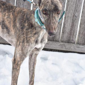 NORTH COASTLIMITD, Adoptable, Adult Female Greyhound.