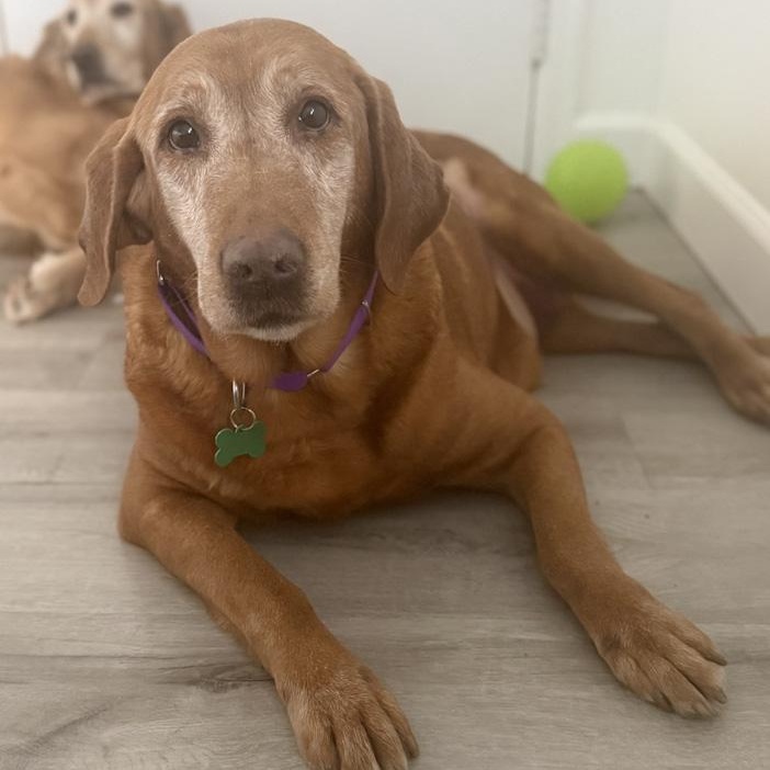 Matilda, ADOPTABLE, Senior Female Labrador Retriever.