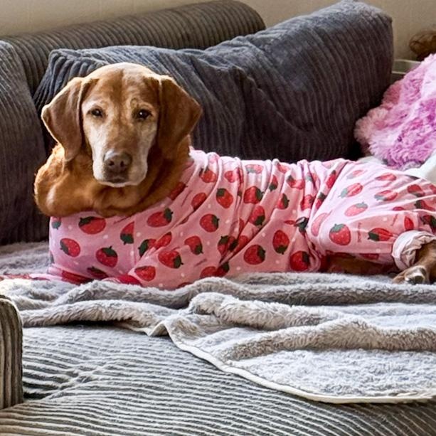 Enlarge Matilda, a ADOPTABLE Labrador Retriever in Toledo, OH image 2/2