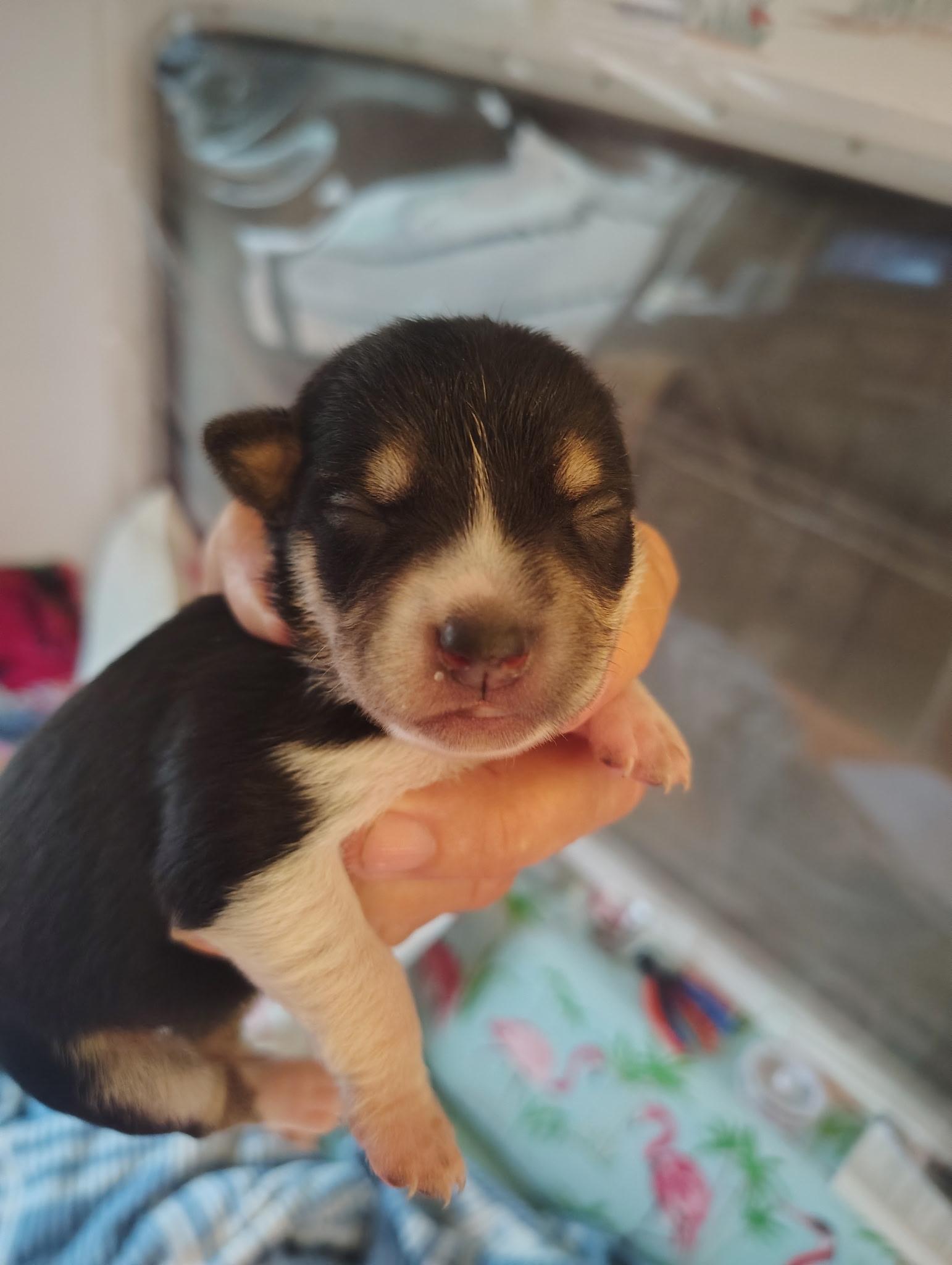 Enlarge Minnie, a Adoptable mixed breed in Deming, NM image 1/1