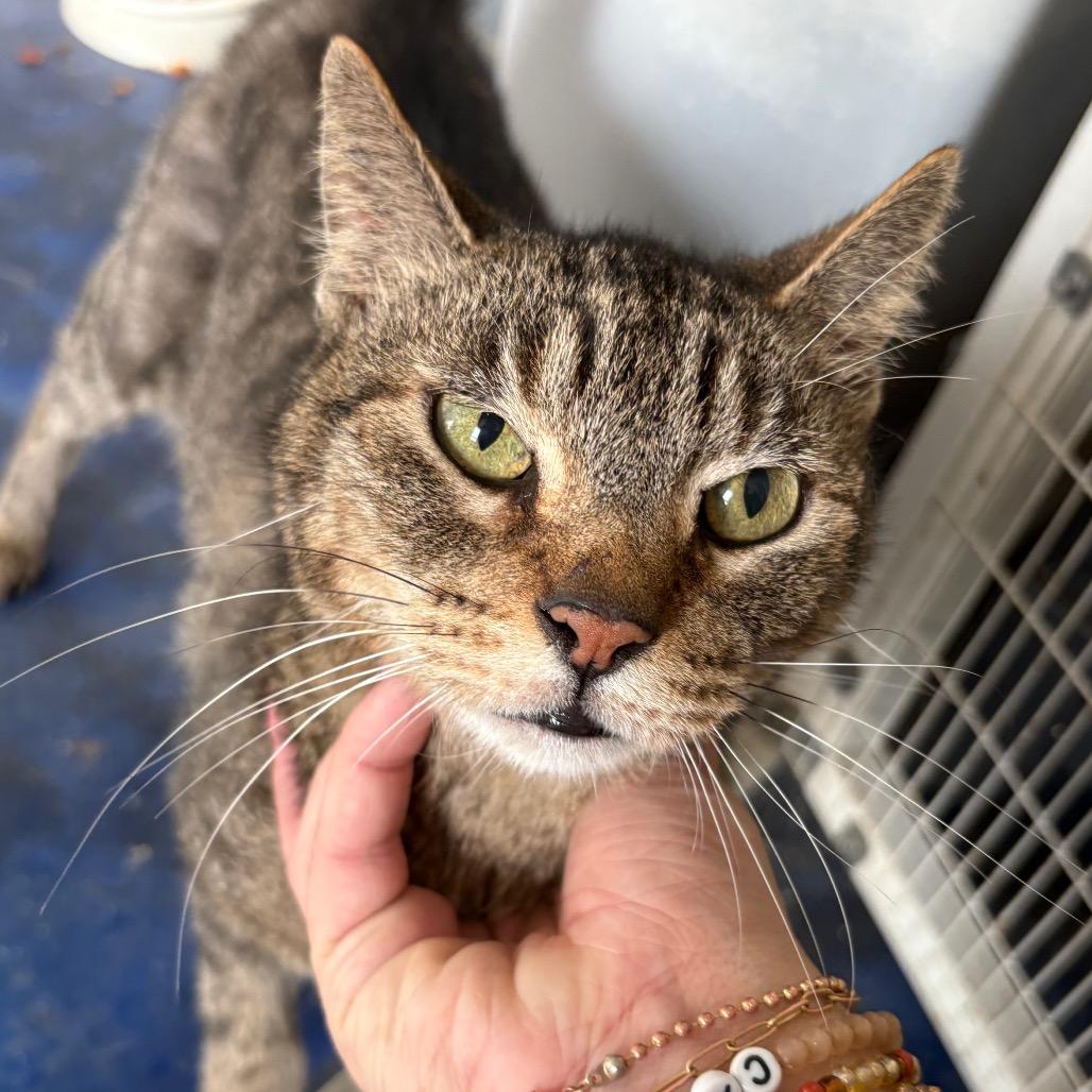Enlarge Flabby Gabby, a ADOPTABLE Domestic Short Hair in Anderson, TX image 1/1