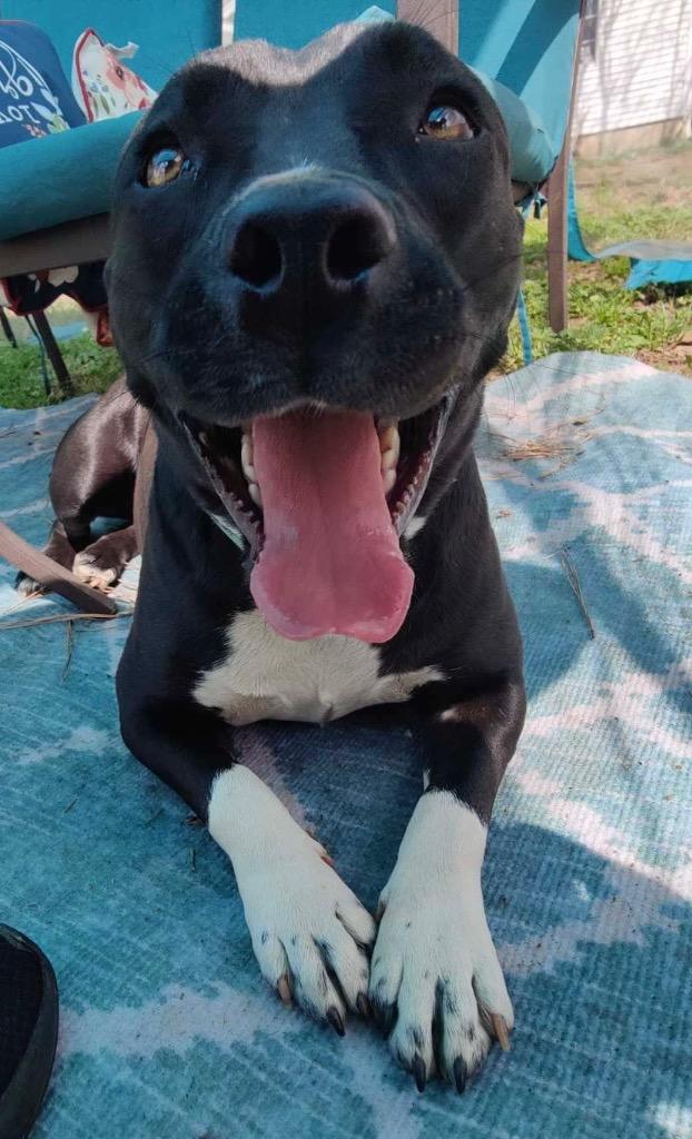 Enlarge Marcy, a Adoptable mixed breed in Claremore, OK image 1/6