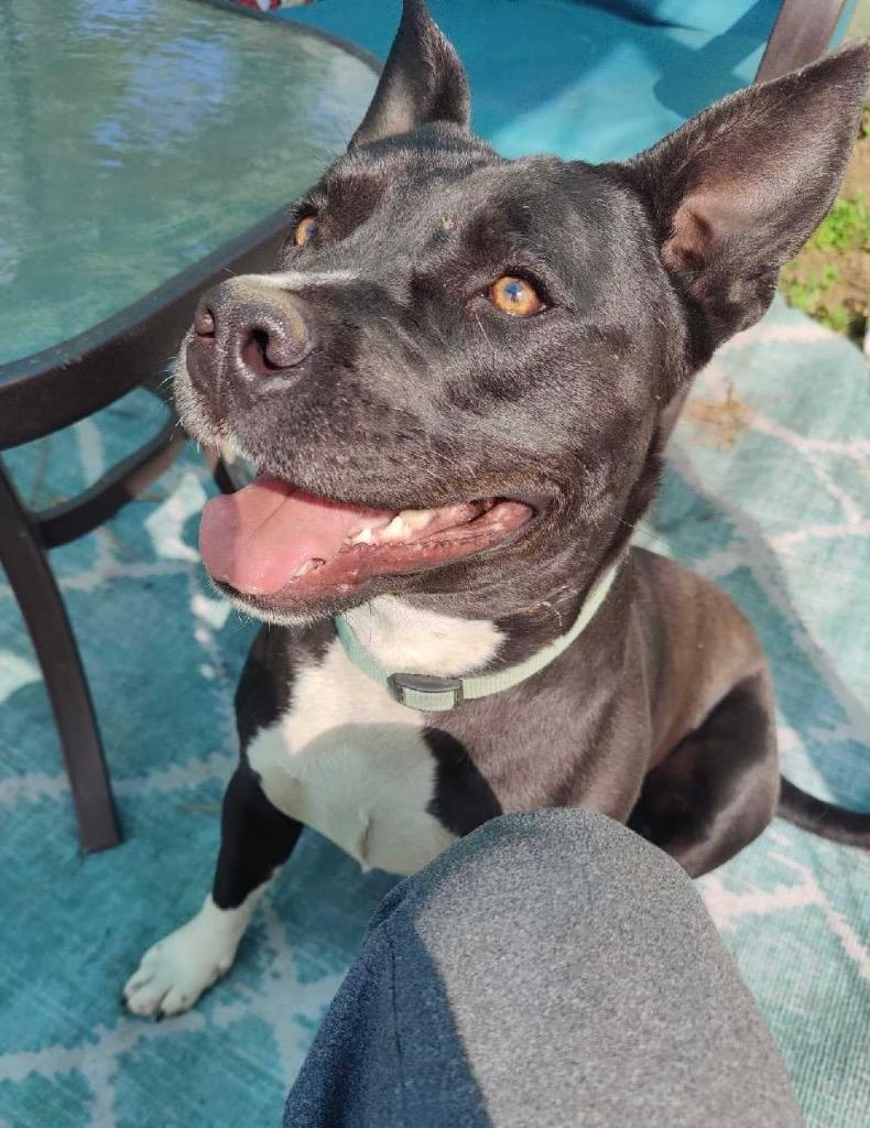 Enlarge Marcy, a Adoptable mixed breed in Claremore, OK image 2/6