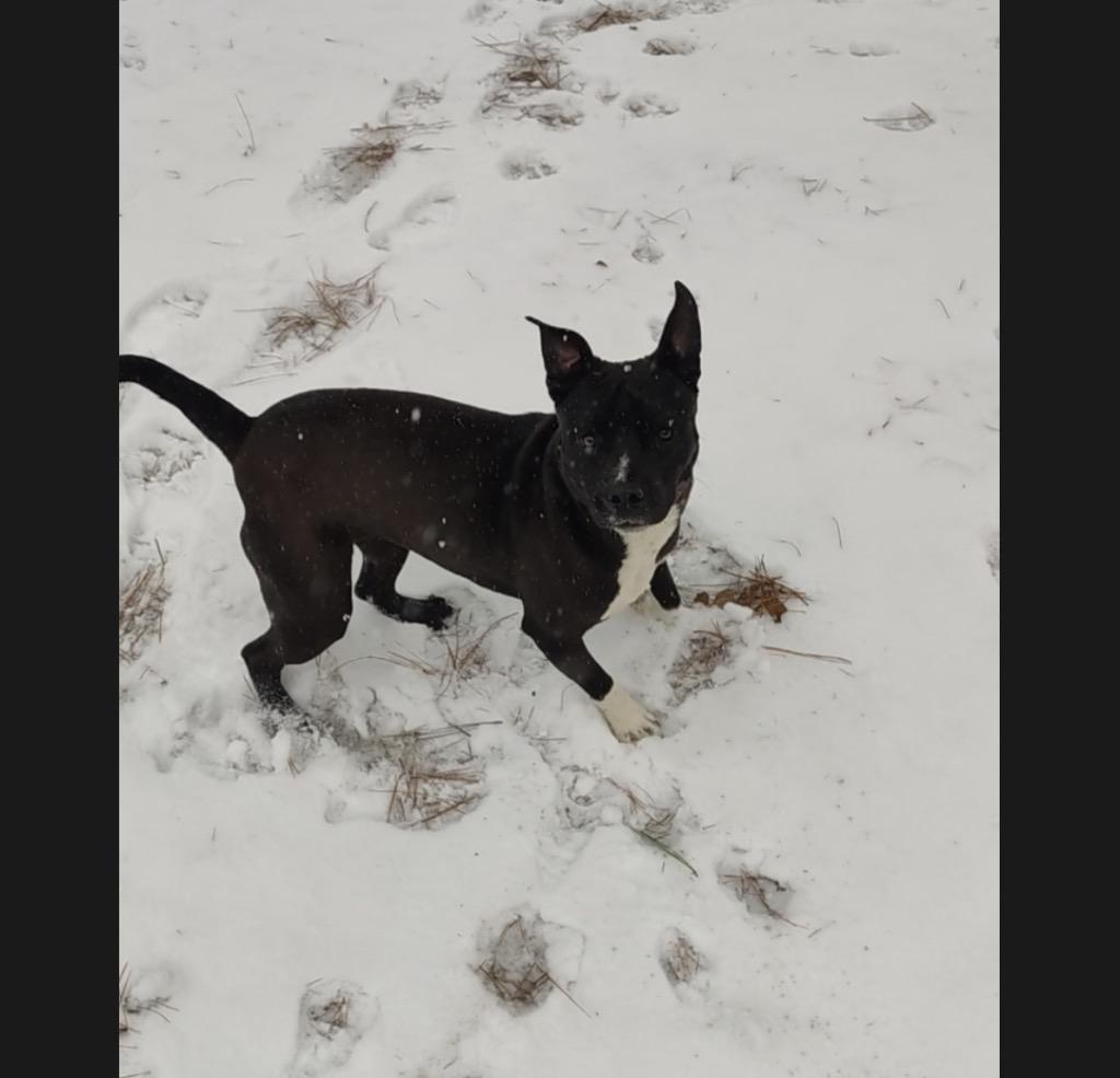 Enlarge Marcy, a Adoptable mixed breed in Claremore, OK image 3/6