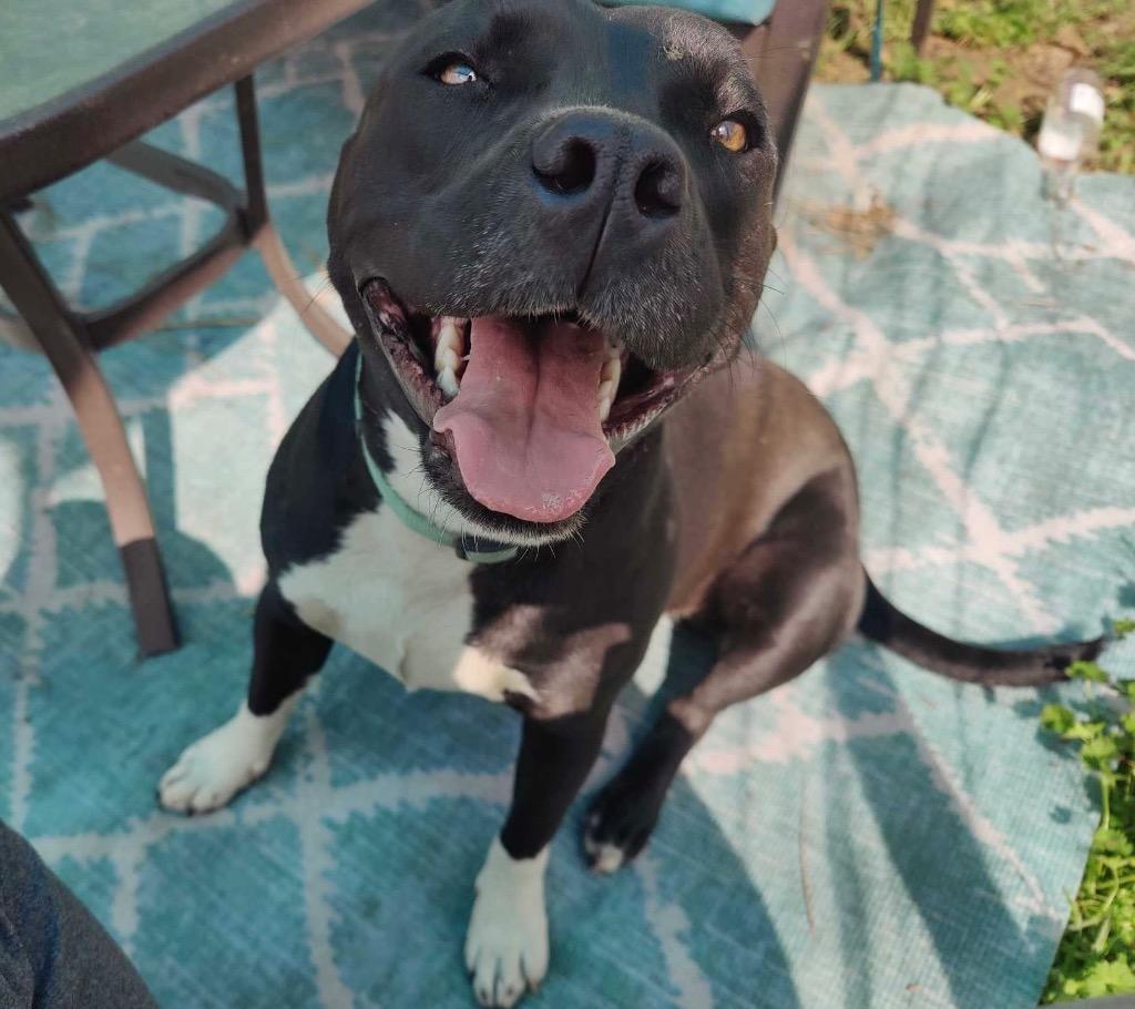 Enlarge Marcy, a Adoptable mixed breed in Claremore, OK image 4/6