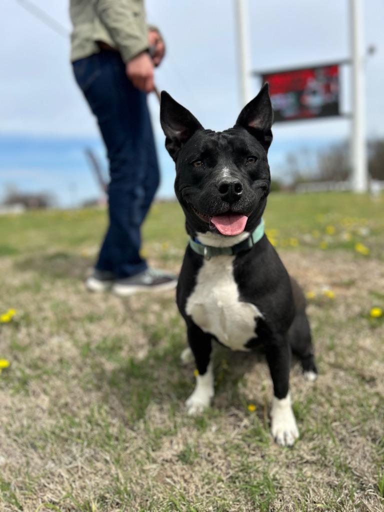 Enlarge Marcy, a Adoptable mixed breed in Claremore, OK image 5/6