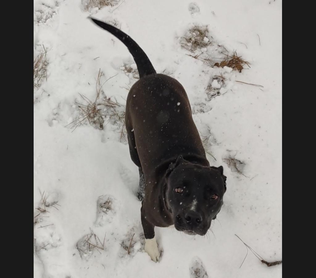 Enlarge Marcy, a Adoptable mixed breed in Claremore, OK image 6/6