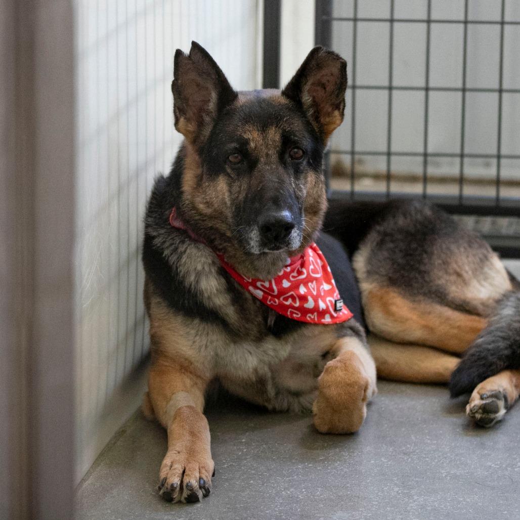 Stella (AP26-157), Adoptable, Senior Female German Shepherd Dog.