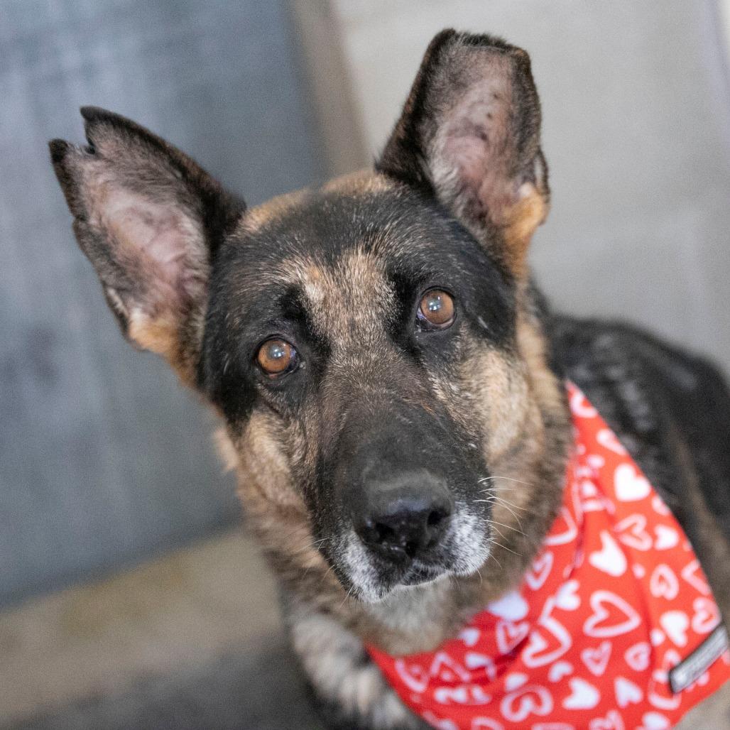 Stella (AP26-157), a Adoptable German Shepherd Dog in Peyton, CO image 2/6