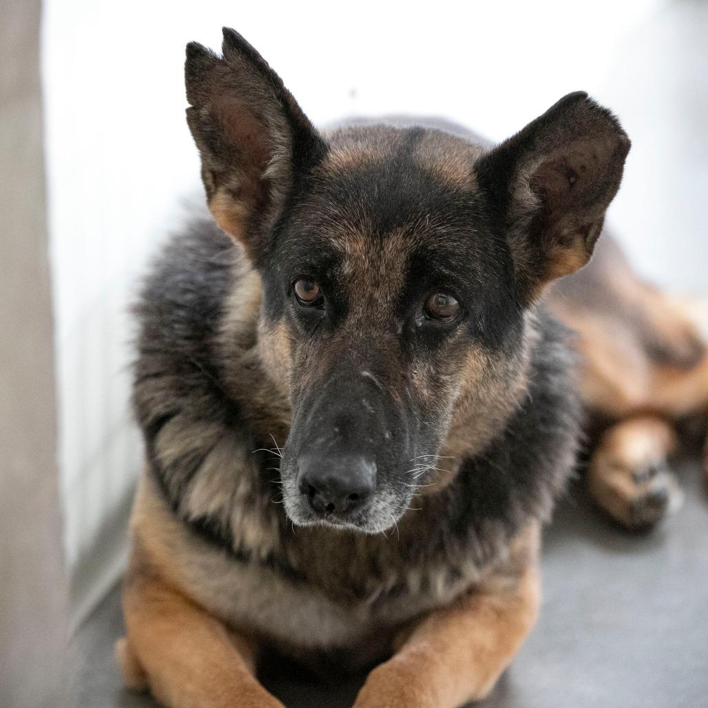 Stella (AP26-157), a Adoptable German Shepherd Dog in Peyton, CO image 1/5