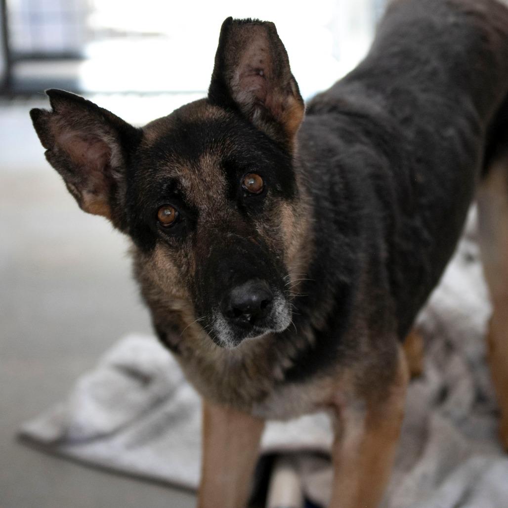 Stella (AP26-157), a Adoptable German Shepherd Dog in Peyton, CO image 2/5