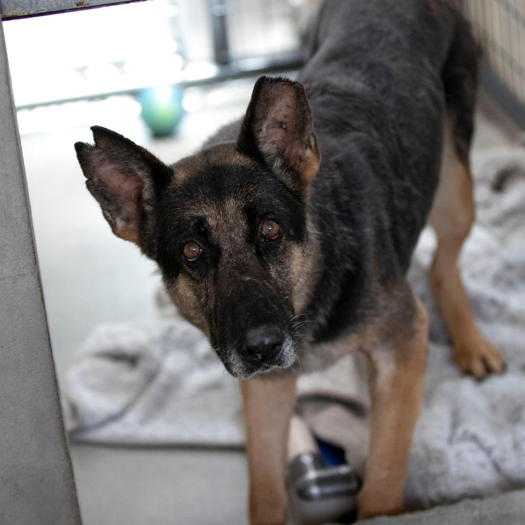Stella (AP26-157), a Adoptable German Shepherd Dog in Peyton, CO image 3/5