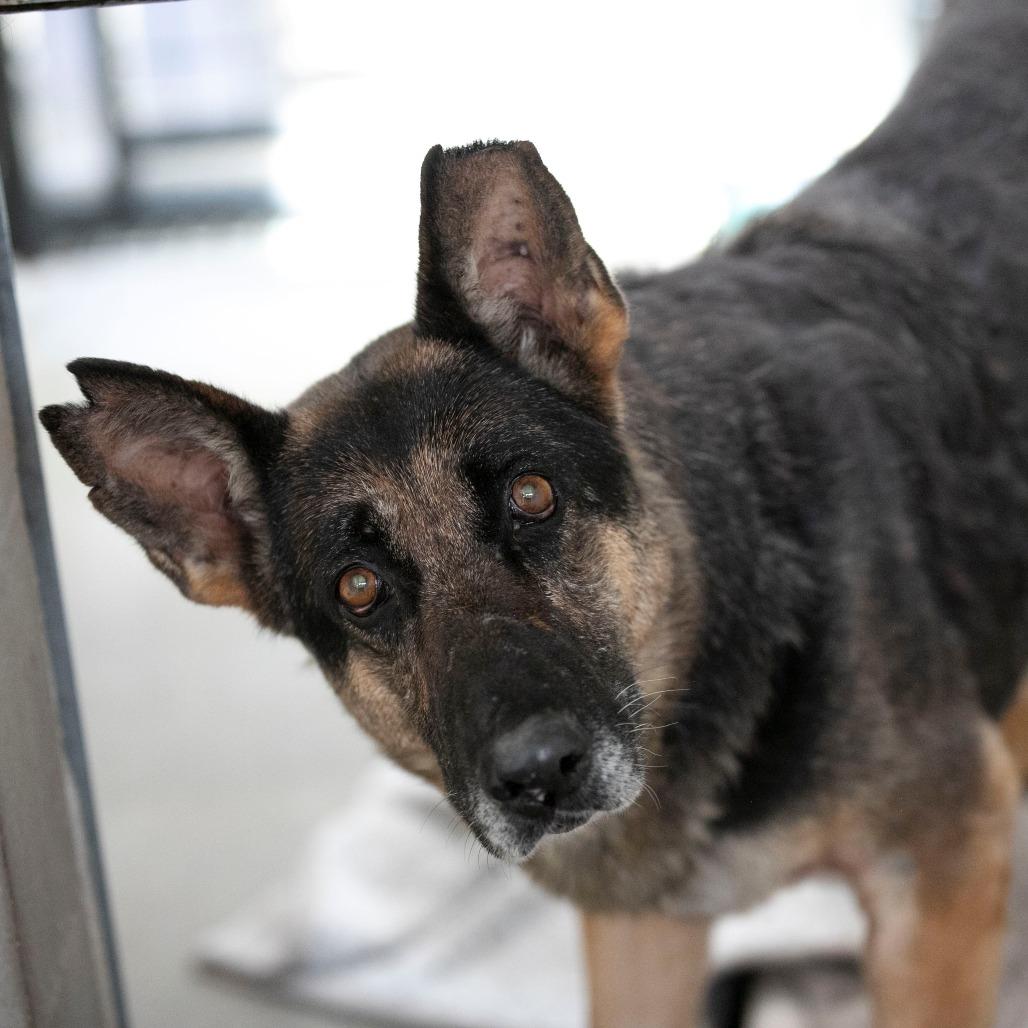 Stella (AP26-157), a Adoptable German Shepherd Dog in Peyton, CO image 4/5
