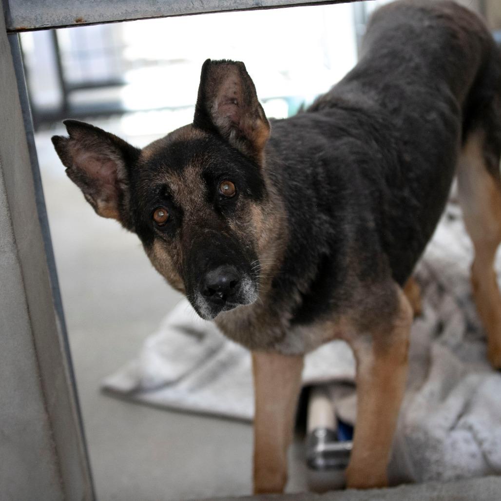 Stella (AP26-157), a Adoptable German Shepherd Dog in Peyton, CO image 5/5