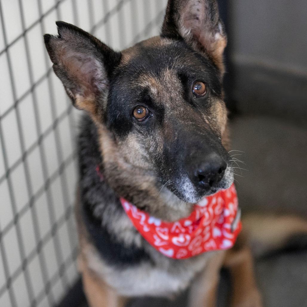 Stella (AP26-157), a Adoptable German Shepherd Dog in Peyton, CO image 5/6