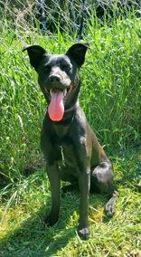 Springer (7074), Adoptable, Young Male Labrador Retriever.