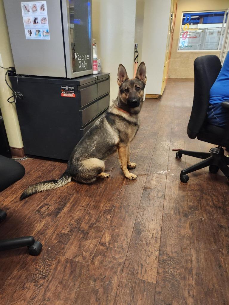 Dog Kennel #31, Adoptable, Adult Female German Shepherd Dog & Mixed Breed.