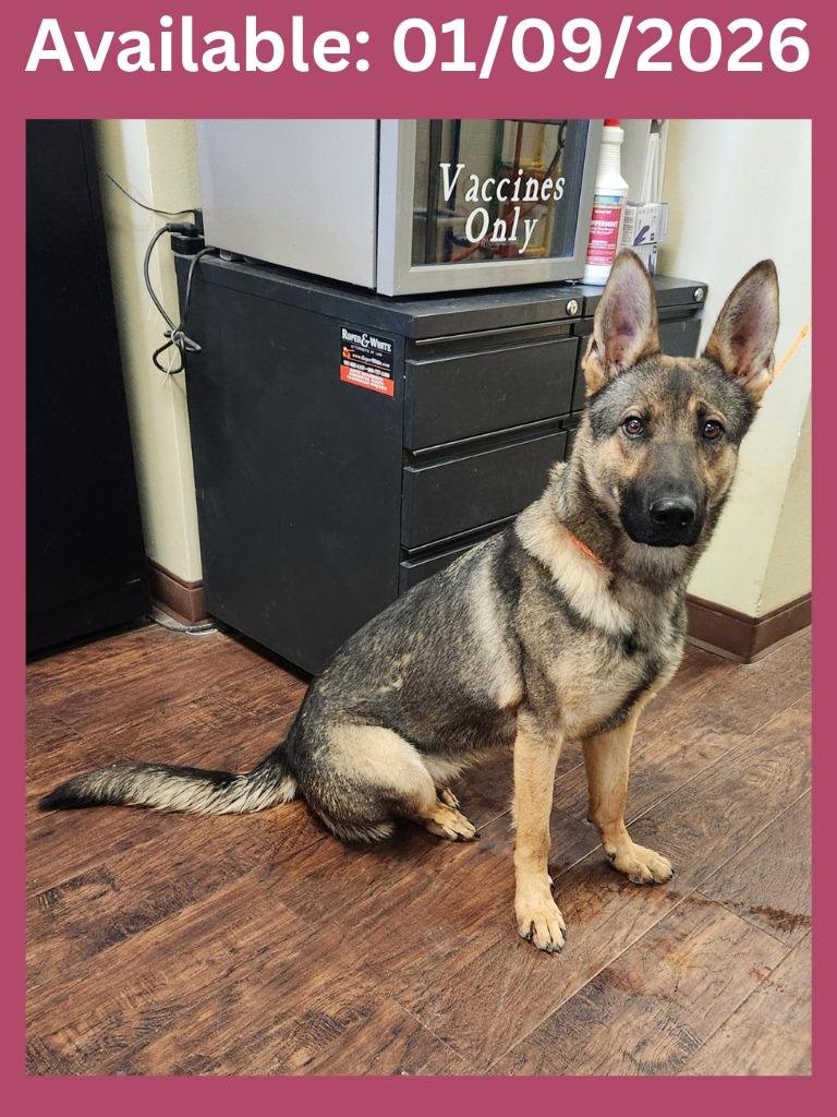 Enlarge Dog Kennel #31, a Adoptable mixed breed in Greenville, TX image 2/4