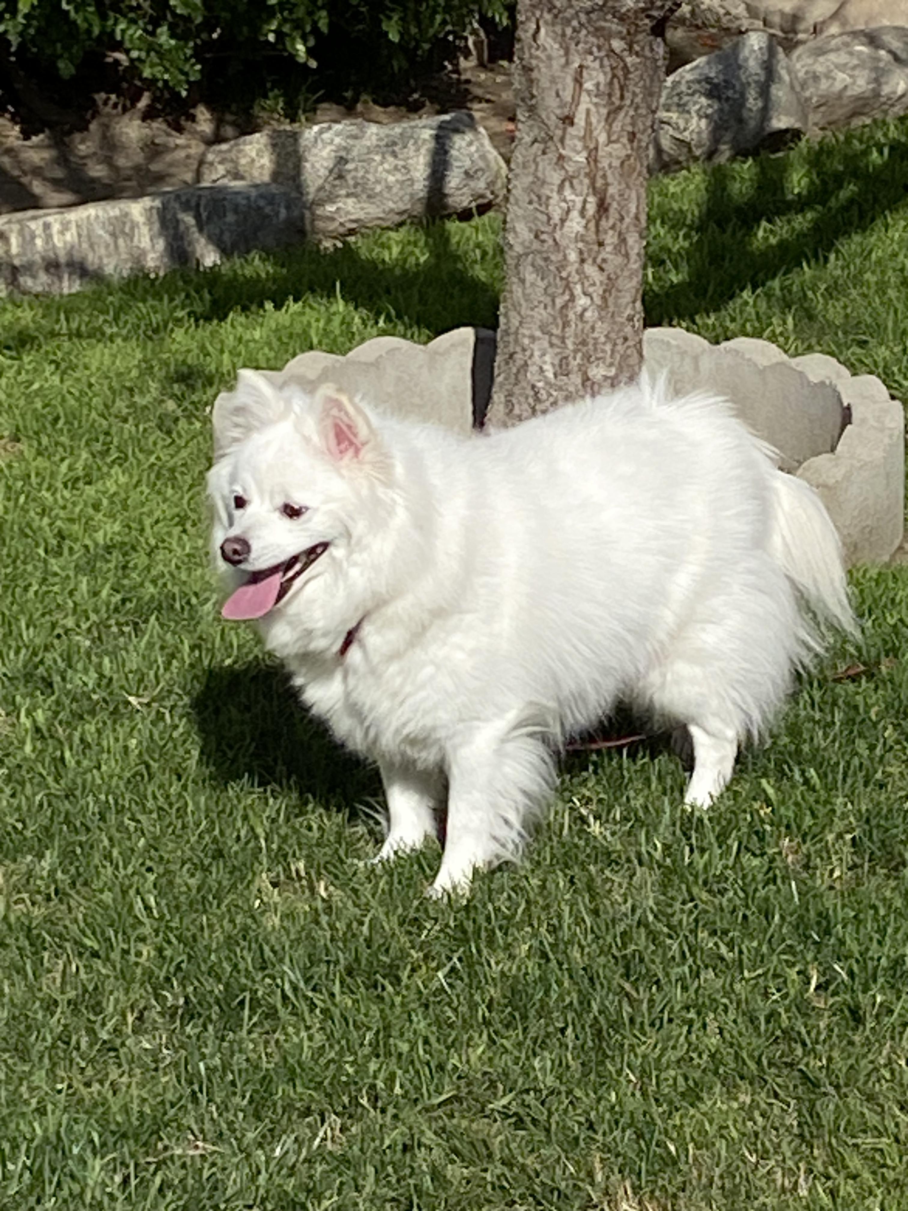 SNOW, a ADOPTABLE American Eskimo Dog in Sunset Beach , CA image 2/6