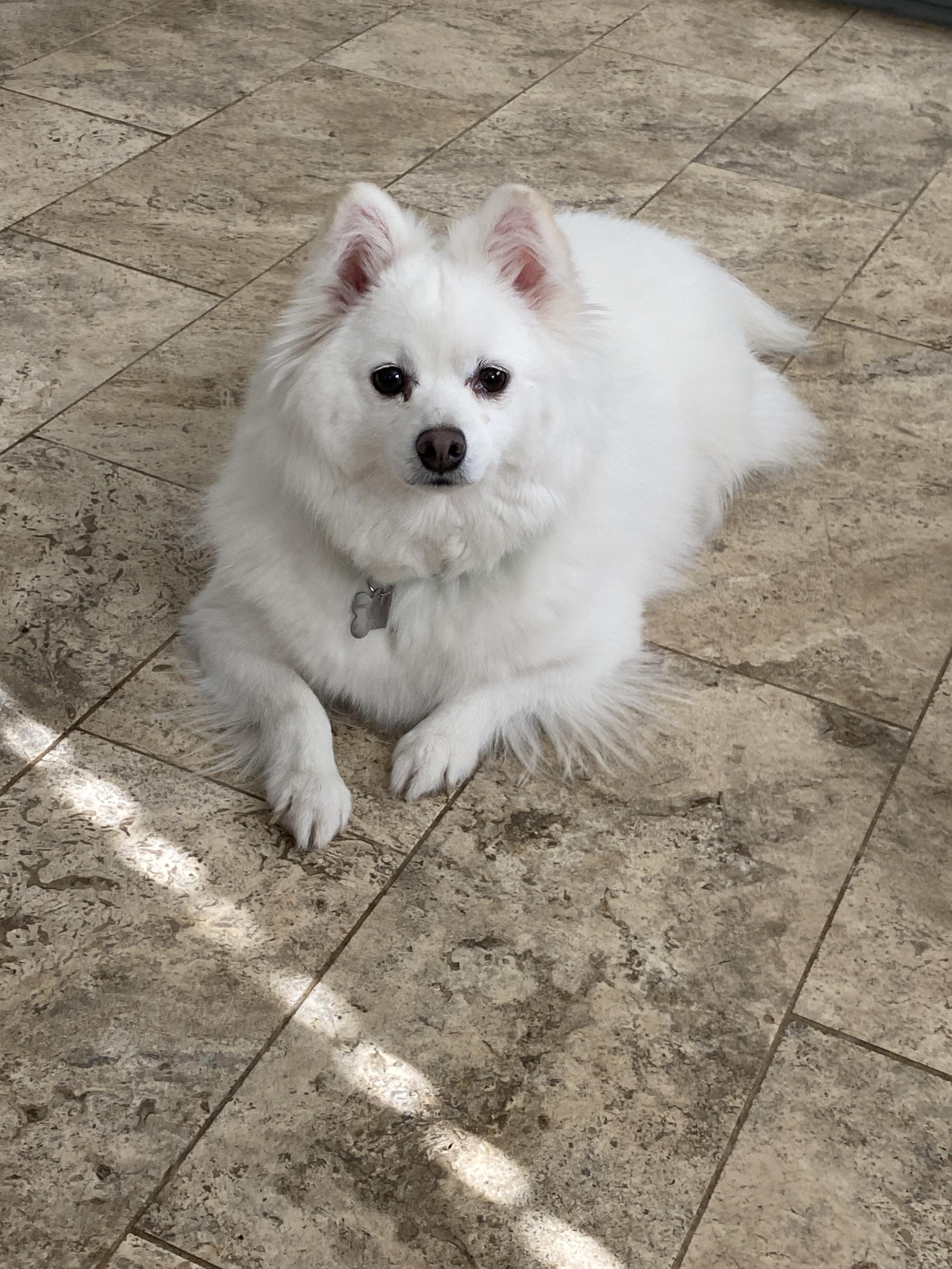 SNOW, a ADOPTABLE American Eskimo Dog in Sunset Beach , CA image 5/6