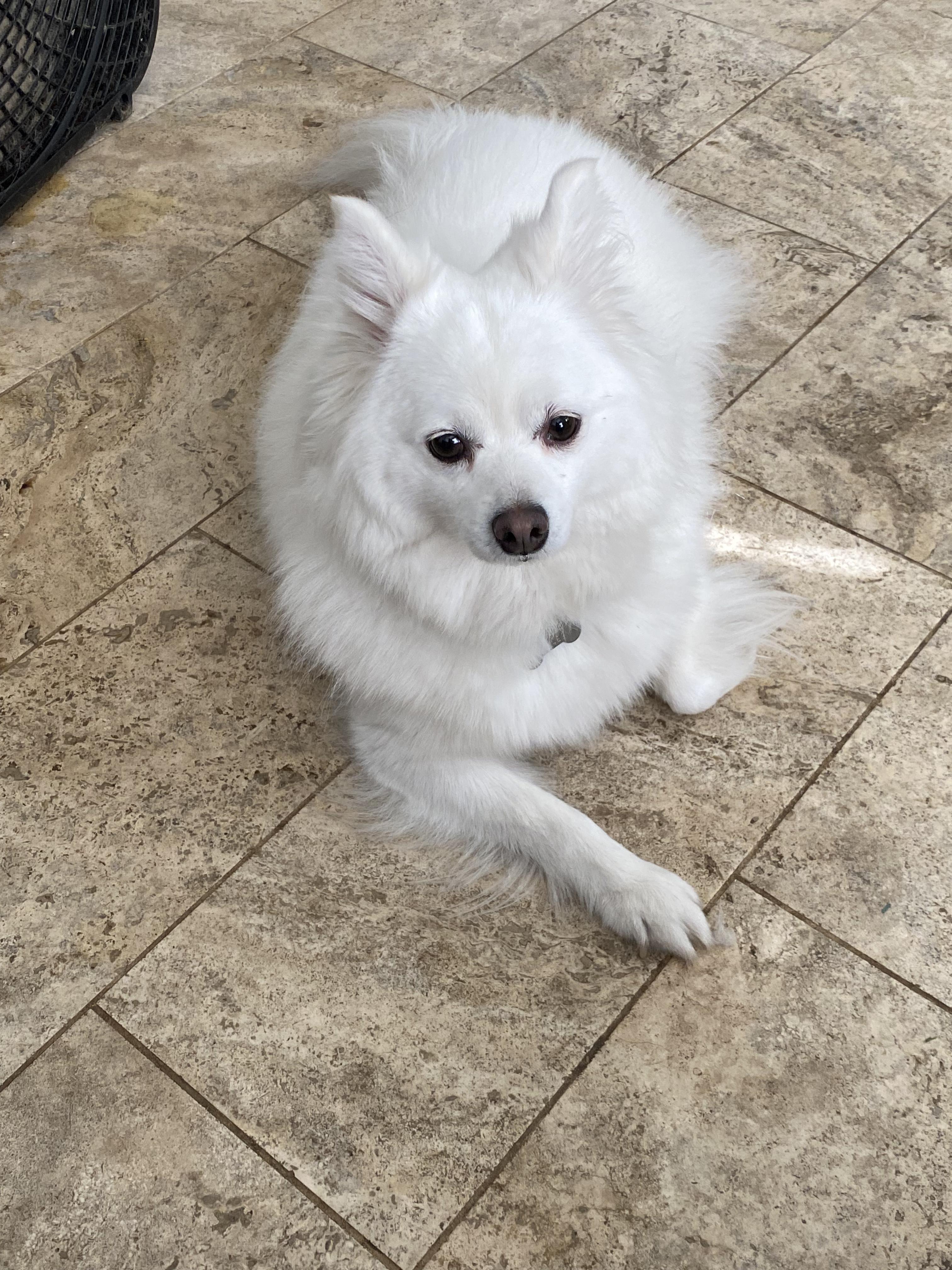 SNOW, a ADOPTABLE American Eskimo Dog in Sunset Beach , CA image 6/6