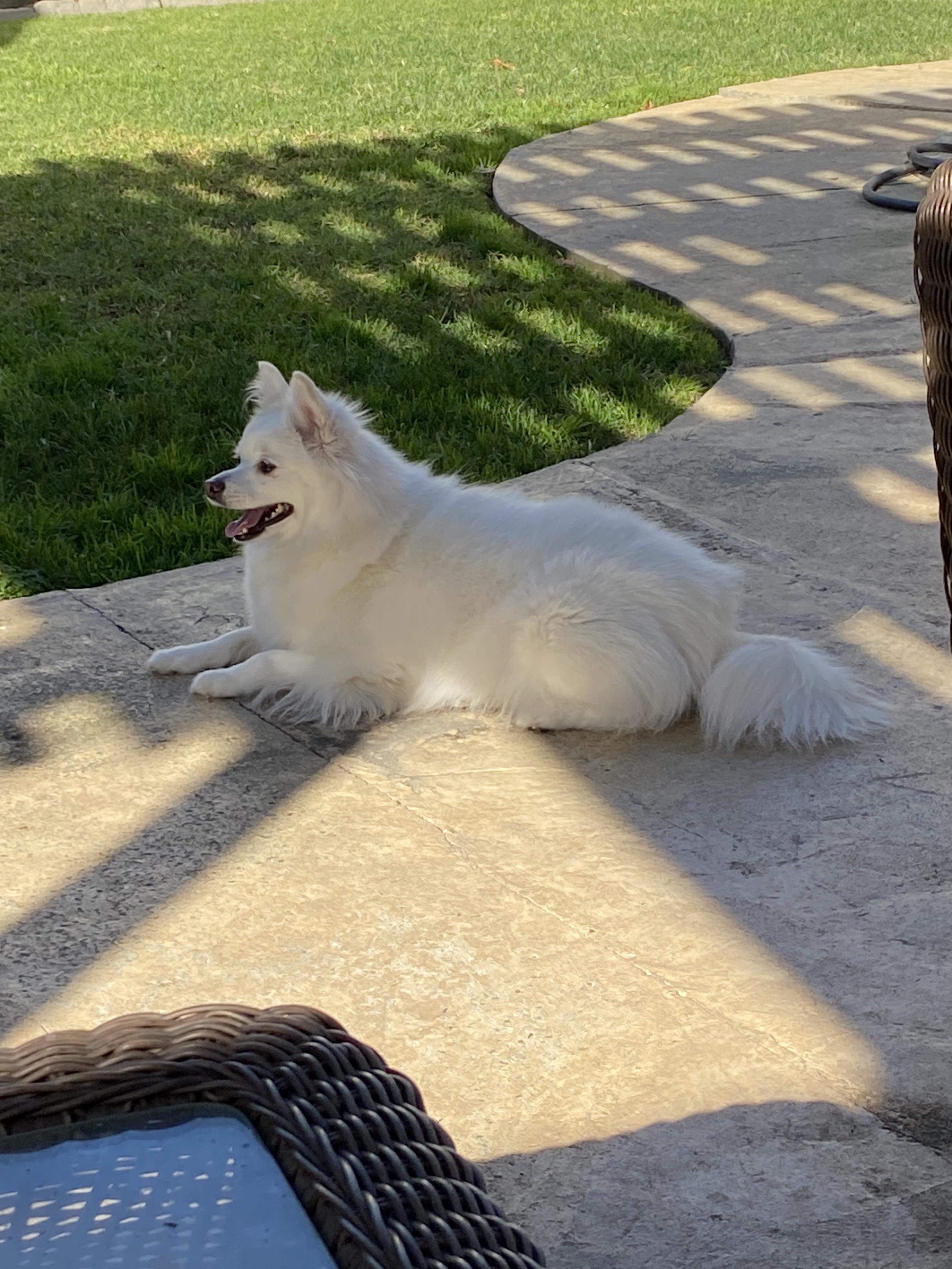 SNOW, a ADOPTABLE American Eskimo Dog in Sunset Beach , CA image 3/6