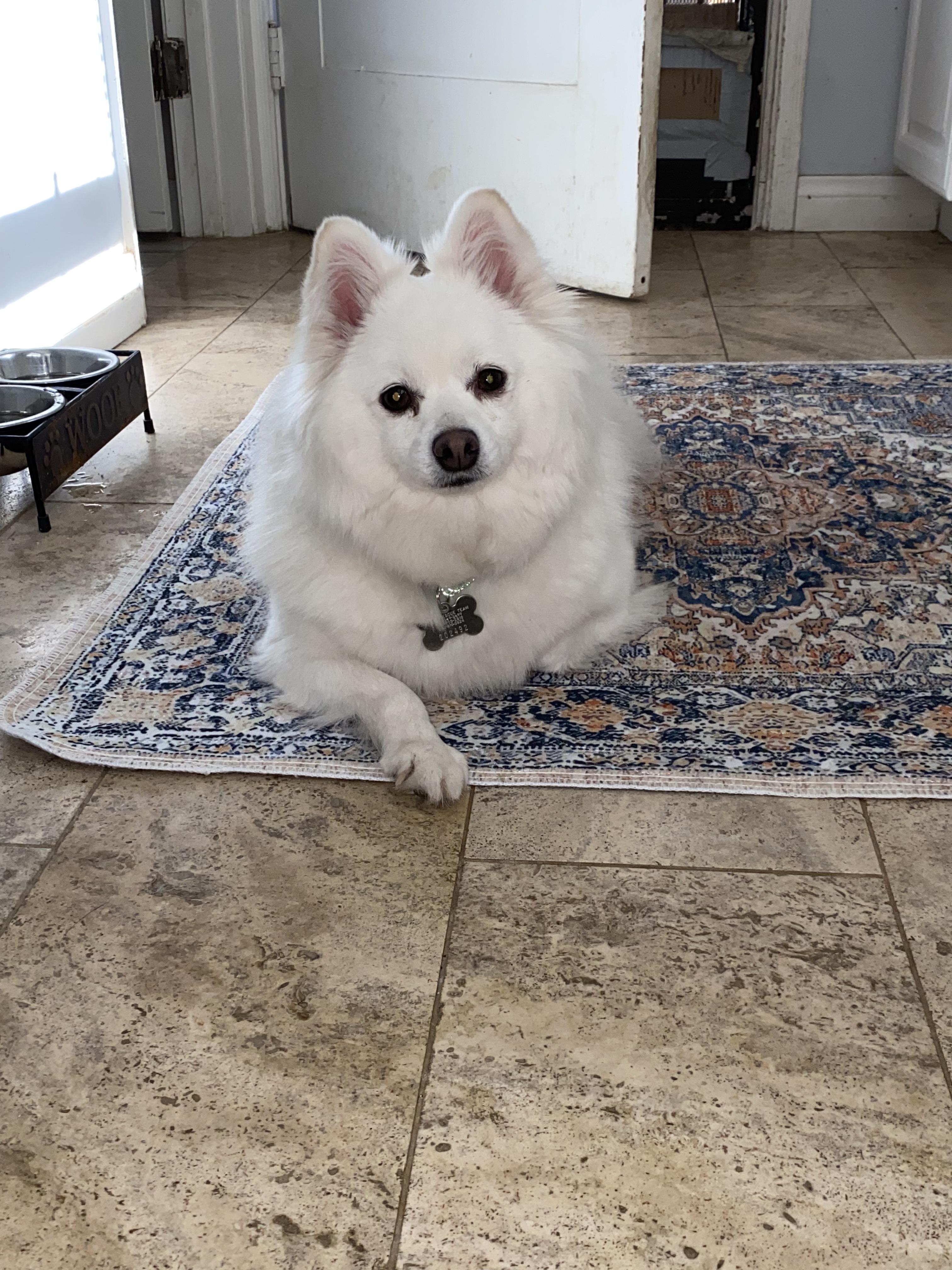 SNOW, a ADOPTABLE American Eskimo Dog in Sunset Beach , CA image 1/6