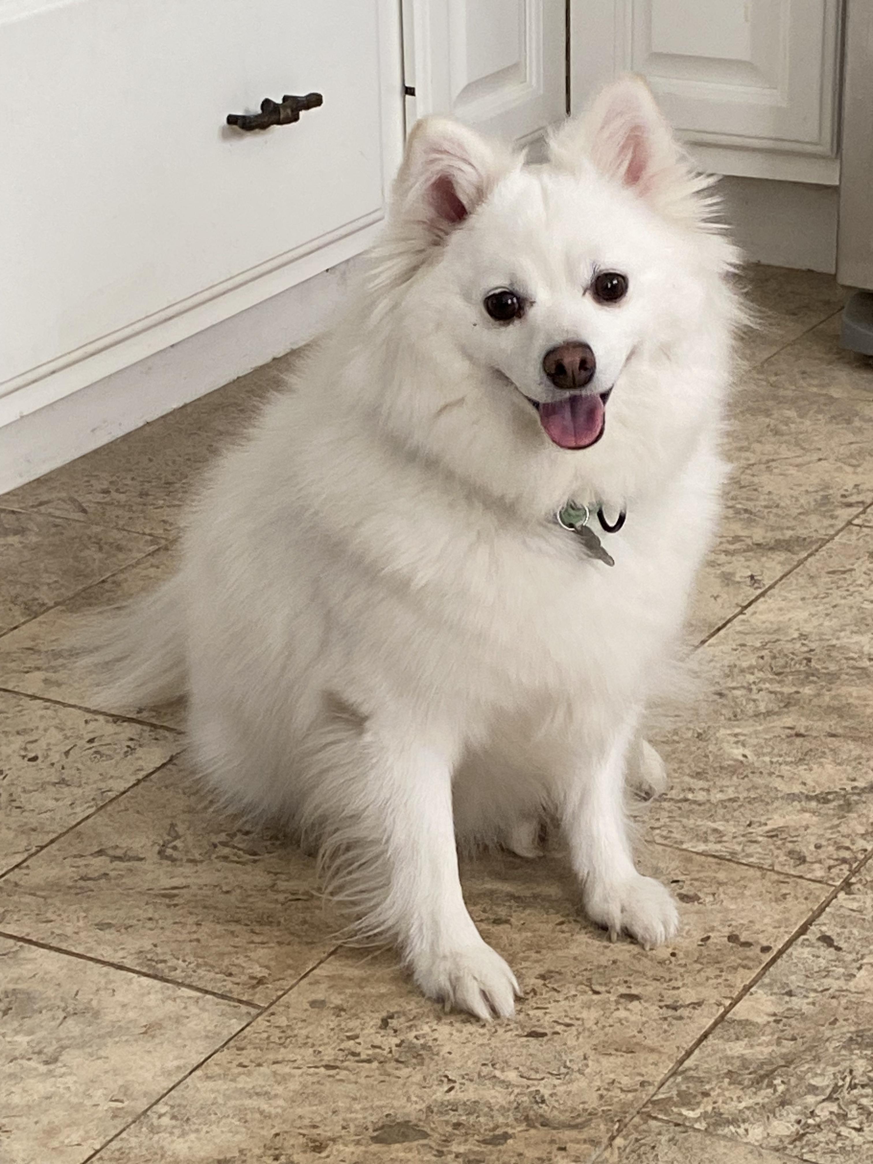 SNOW, a ADOPTABLE American Eskimo Dog in Sunset Beach , CA image 4/6