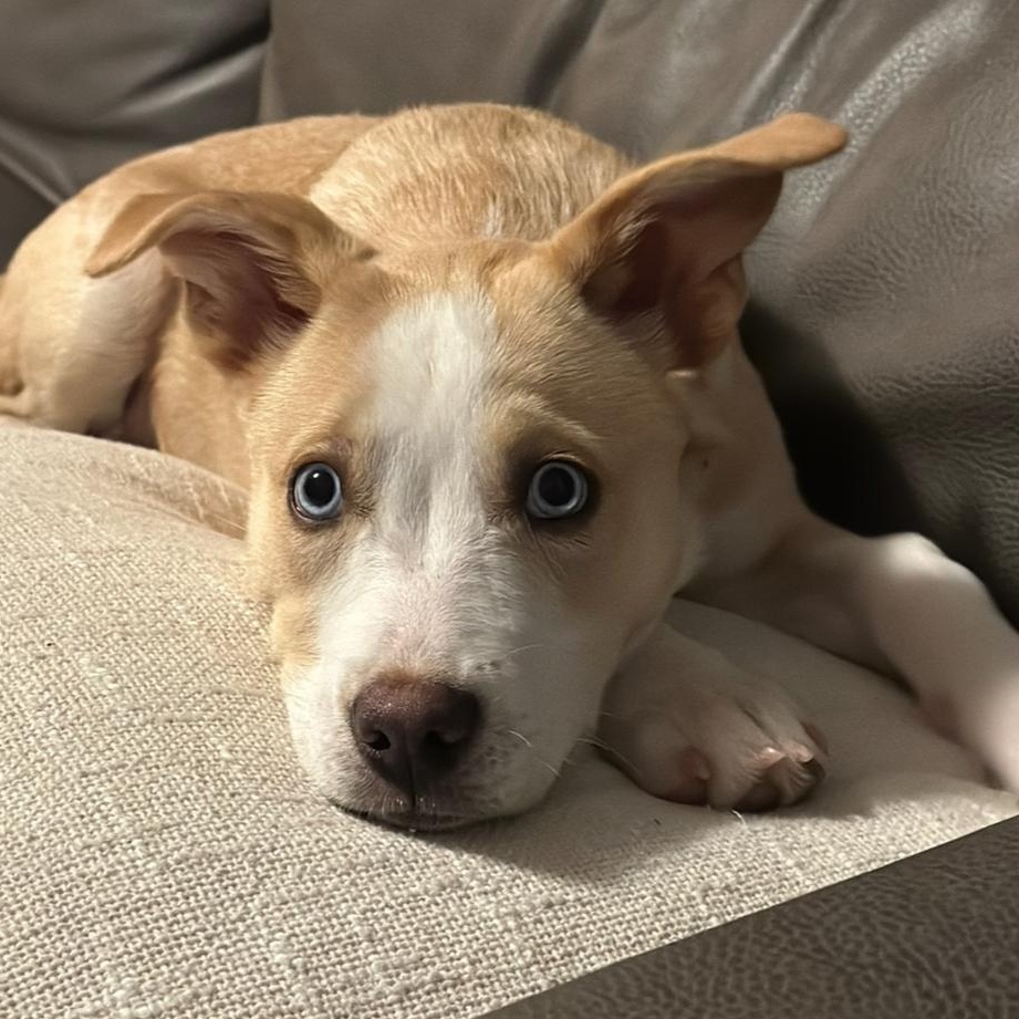 Kaia, ADOPTABLE, Puppy Female Labrador Retriever & Husky.