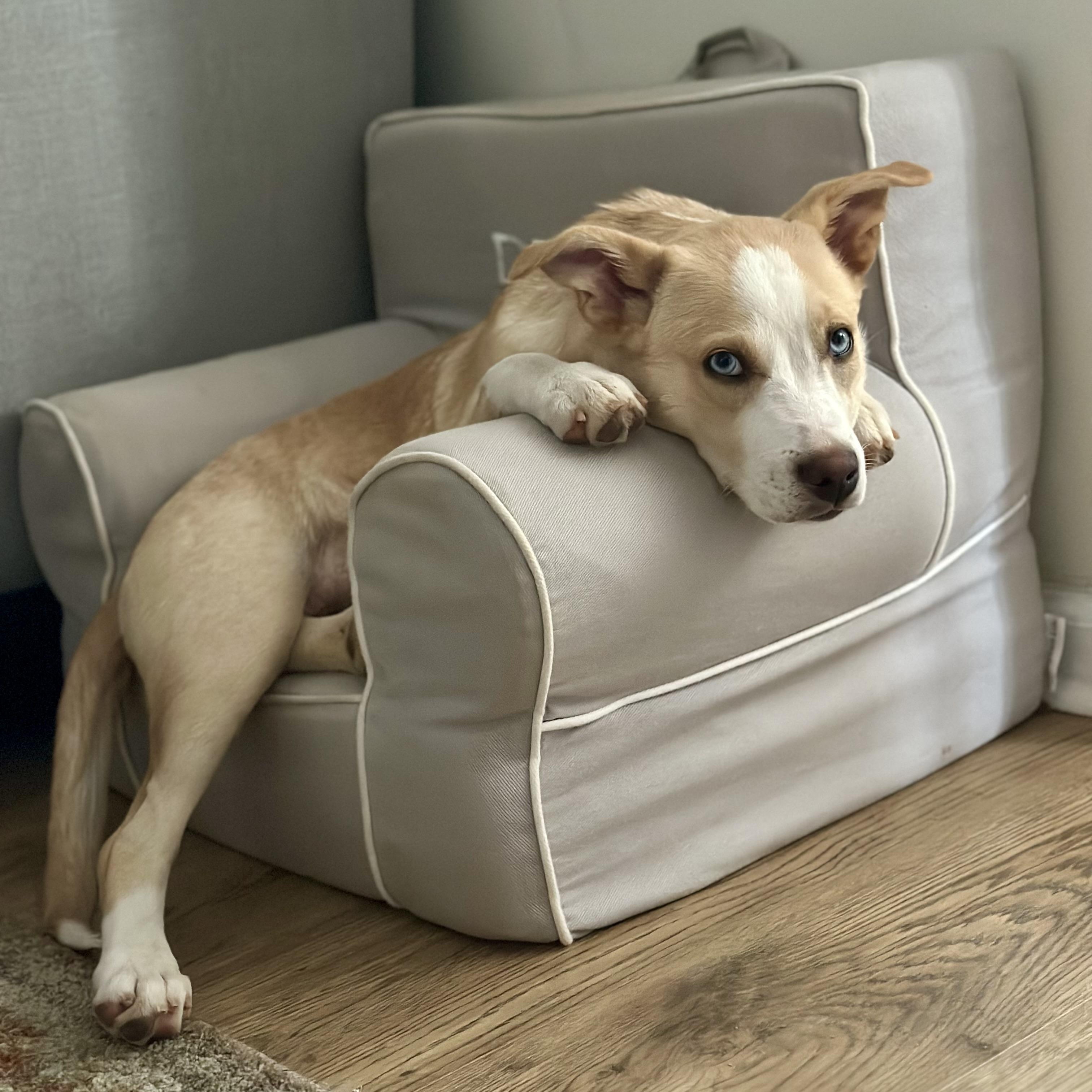 Kaia, a ADOPTABLE mixed breed image 2/6