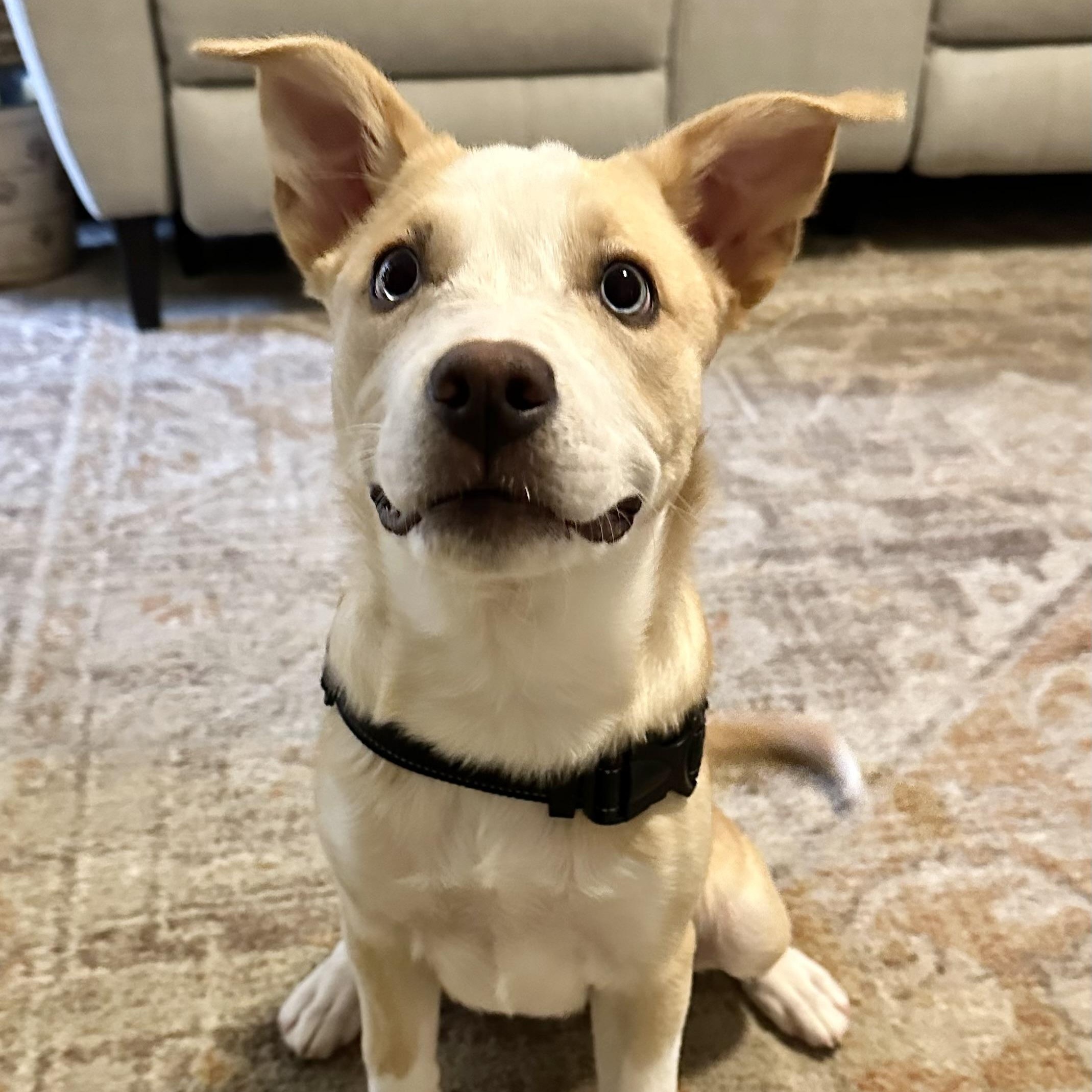 Kaia, a ADOPTABLE mixed breed image 3/6