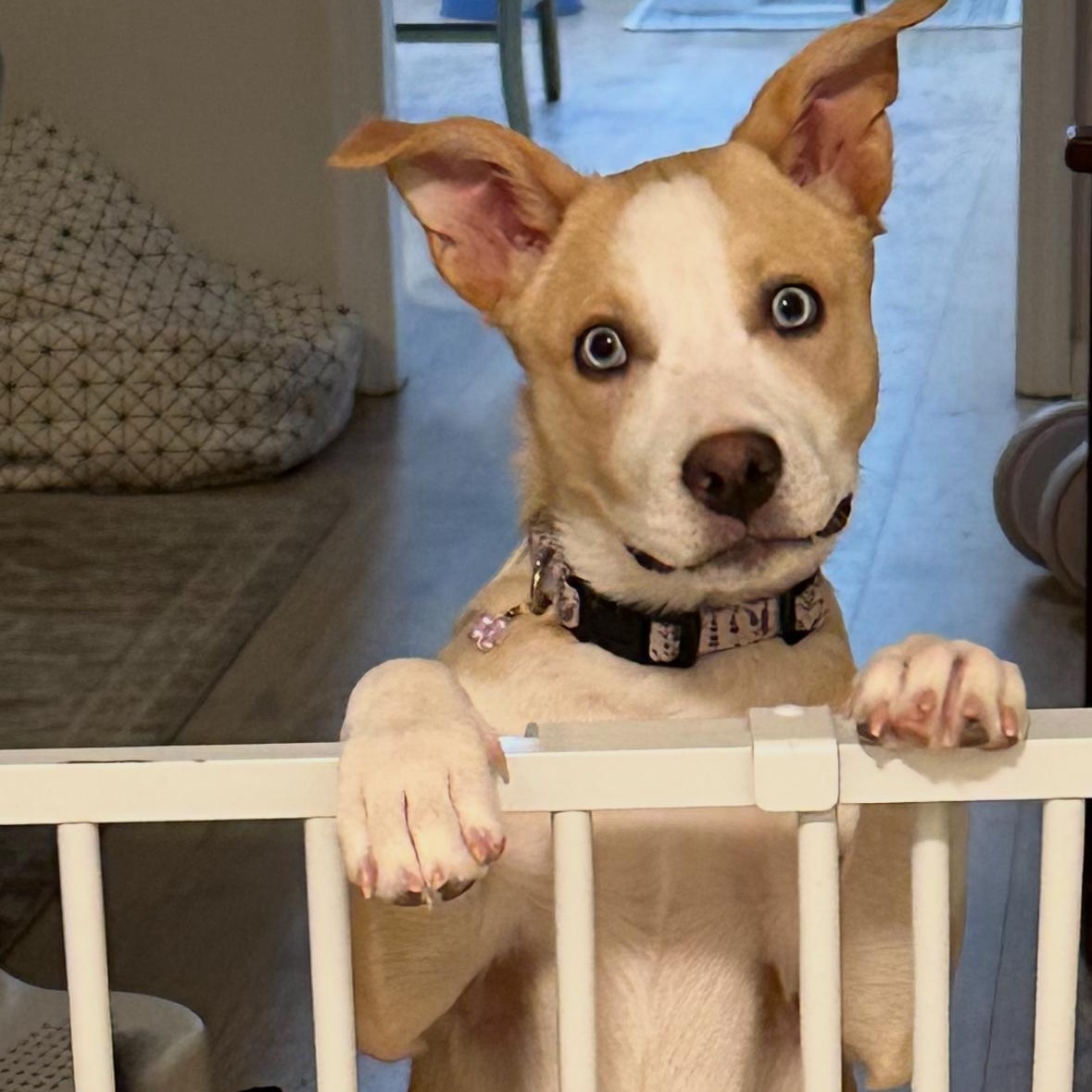 Kaia, a ADOPTABLE mixed breed image 4/6