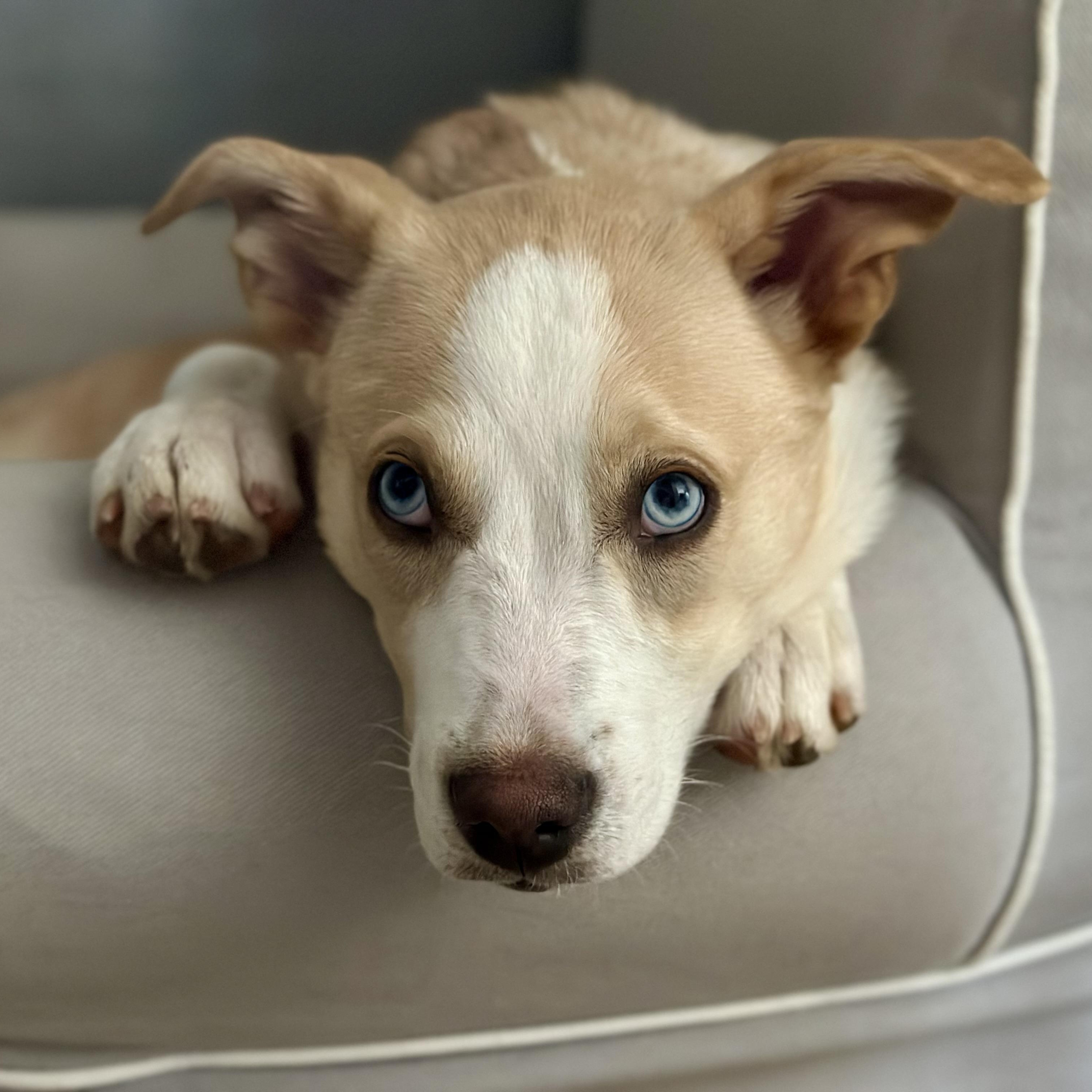 Kaia, a ADOPTABLE mixed breed image 5/6