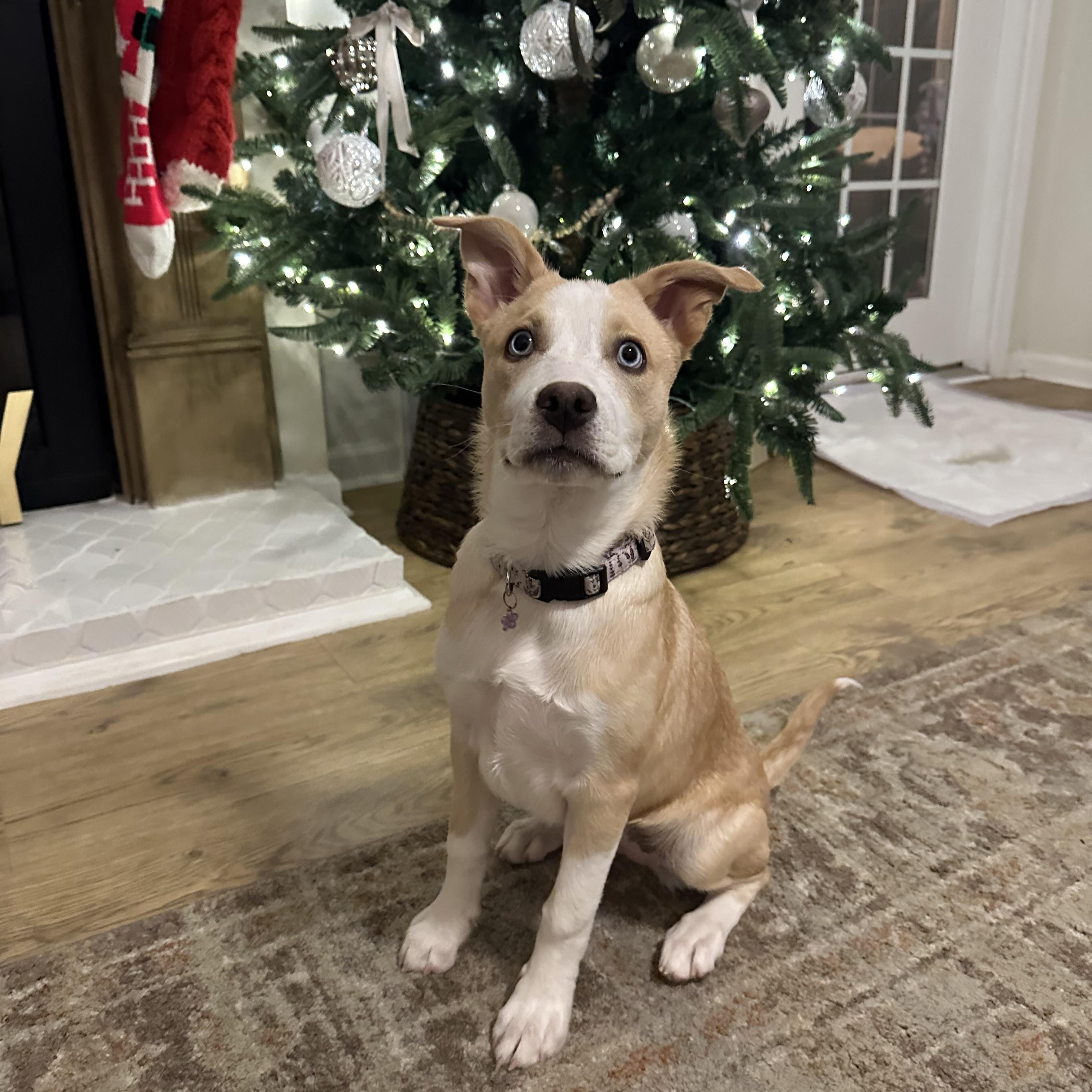 Kaia, a ADOPTABLE mixed breed image 6/6