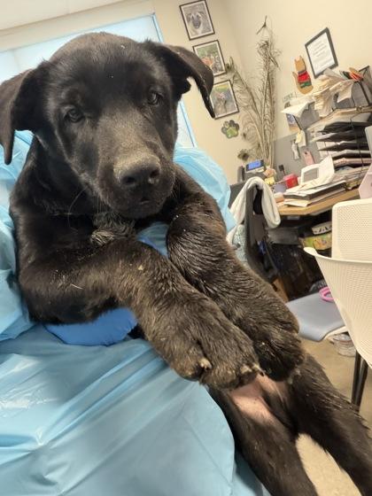 Grassy Wizard, Adoptable, Puppy Male Mixed Breed & Mixed Breed.