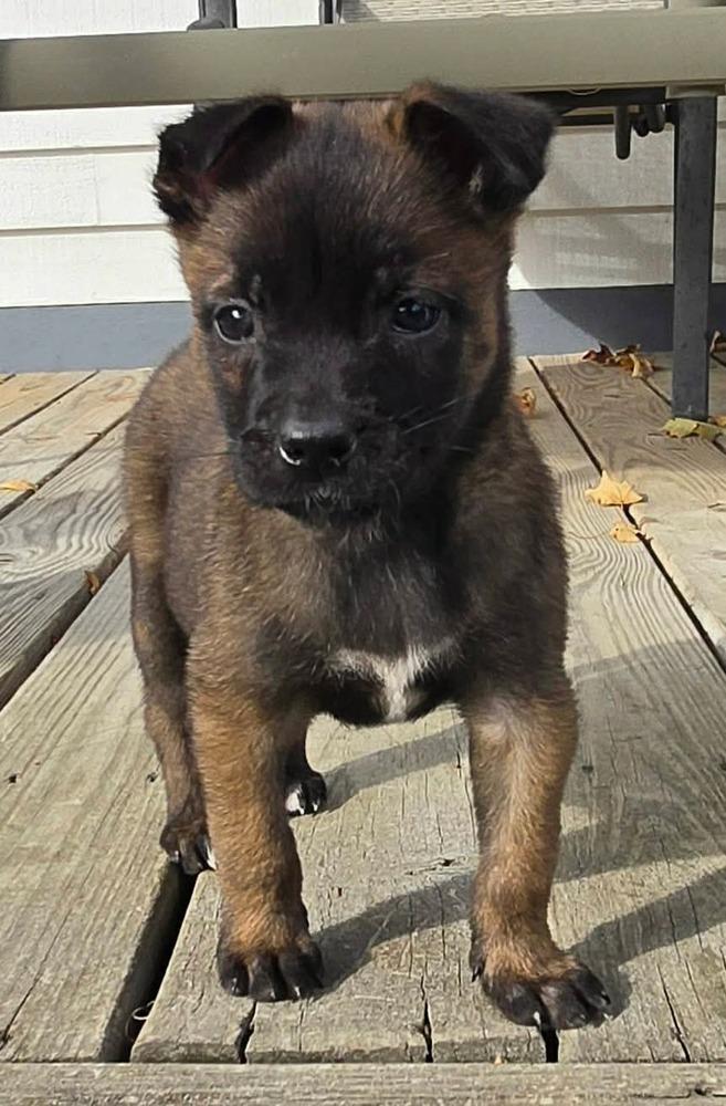 Enlarge Moxie, a Adoptable Belgian Shepherd / Malinois in China Township, MI image 5/6