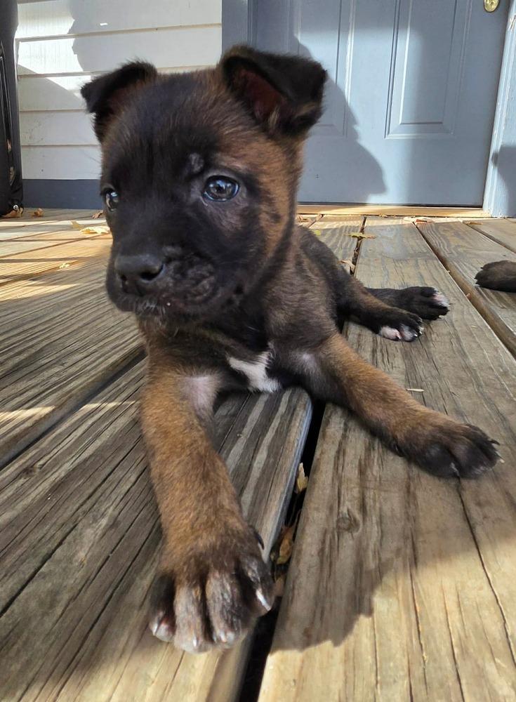 Enlarge Moxie, a Adoptable Belgian Shepherd / Malinois in China Township, MI image 6/6
