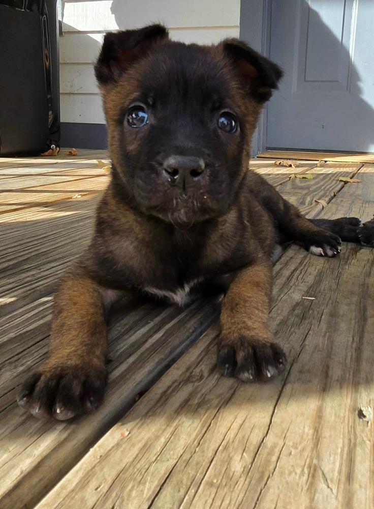 Enlarge Moxie, a Adoptable Belgian Shepherd / Malinois in China Township, MI image 2/6