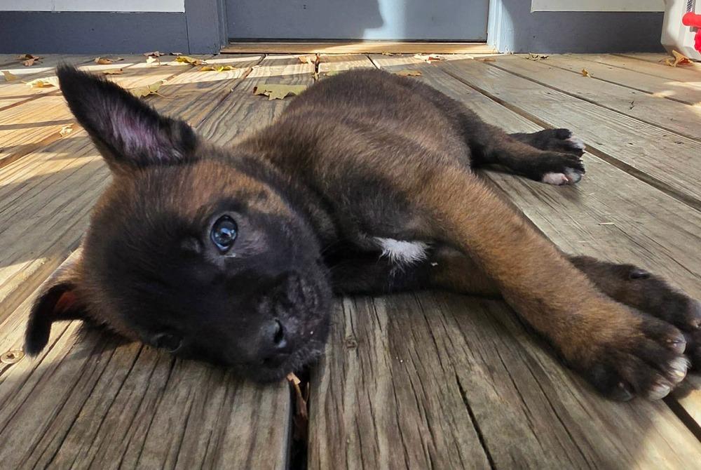 Enlarge Moxie, a Adoptable Belgian Shepherd / Malinois in China Township, MI image 4/6