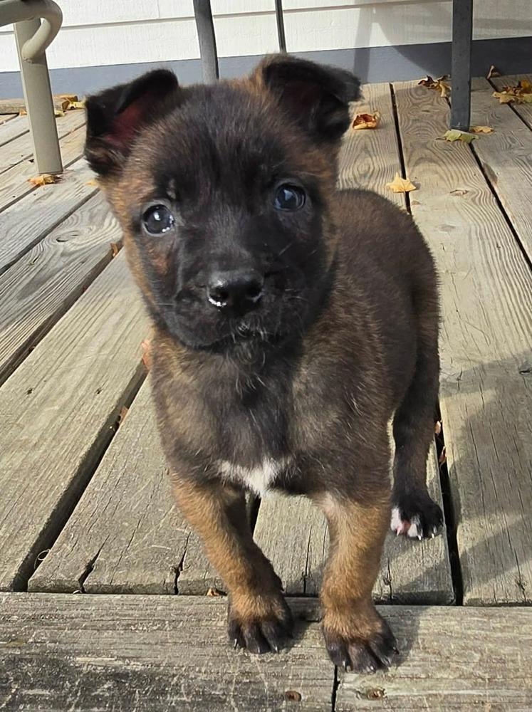 Enlarge Moxie, a Adoptable Belgian Shepherd / Malinois in China Township, MI image 1/6
