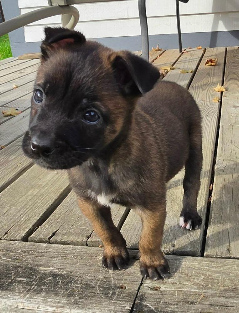 Enlarge Moxie, a Adoptable Belgian Shepherd / Malinois in China Township, MI image 3/6
